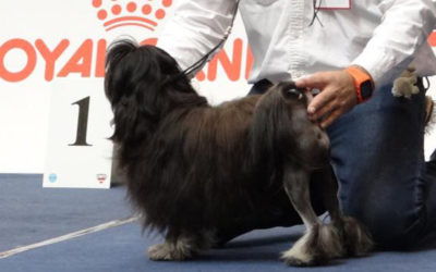 CACIB Tulln 2018