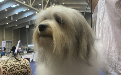 Internationale Hundeausstellung Tulln 2023 – Crufts Qualifikation