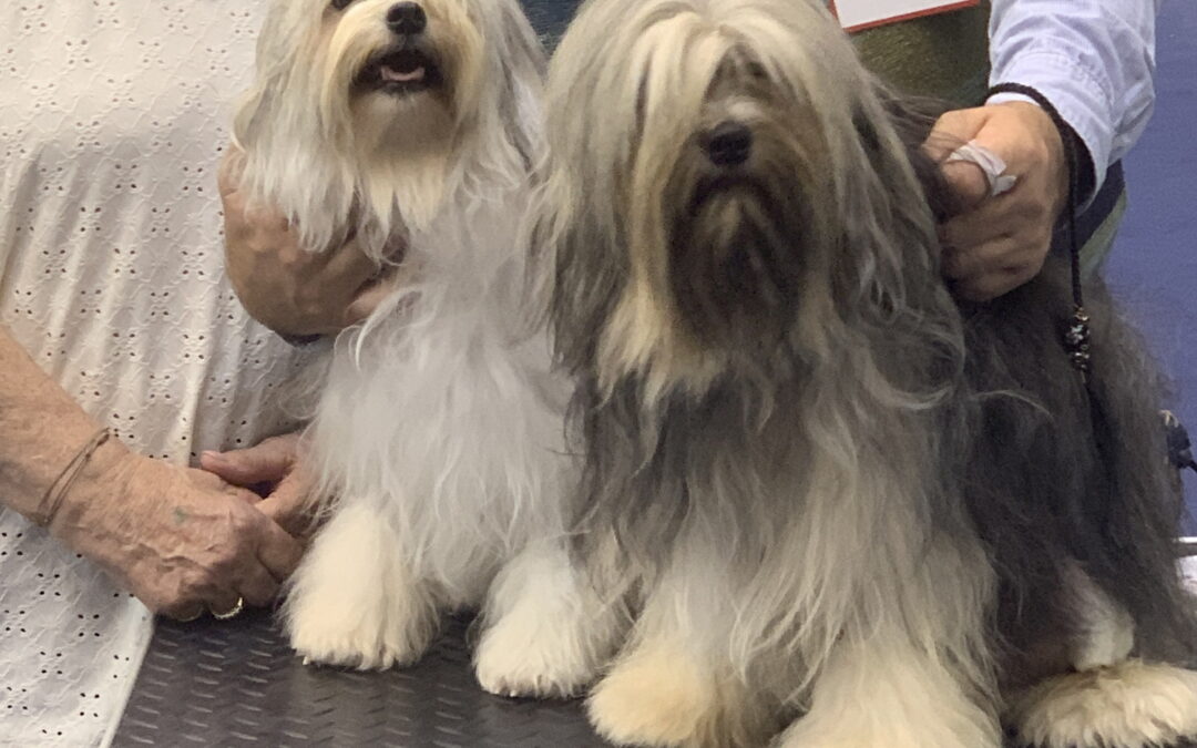 Internationale Hundeausstellung Tulln 2023 – Danube Show