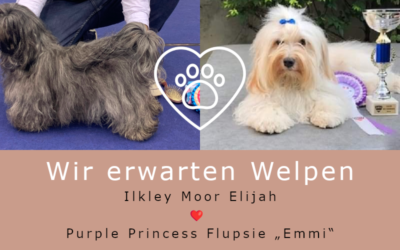 Wir erwarten Welpen!