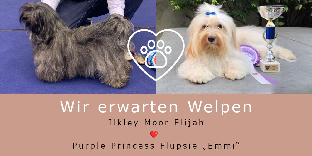 Wir erwarten Welpen!